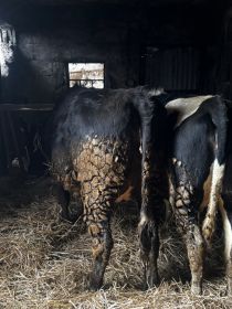 Sprzedam 3 jałówki na ocieleniu