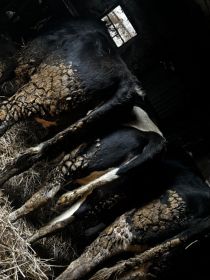 Sprzedam 3 jałówki na ocieleniu