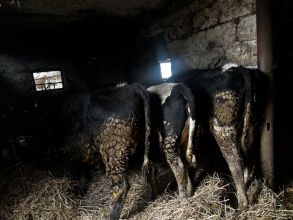 Sprzedam 3 jałówki na ocieleniu