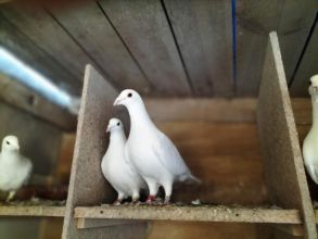 Gołębie pocztowe Białe