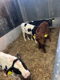 Sprzedam jałóweczki