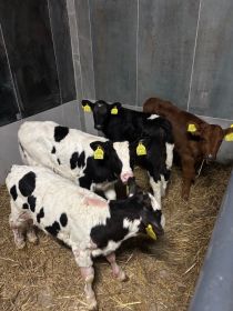 Sprzedam jałóweczki