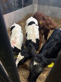 Sprzedam jałóweczki