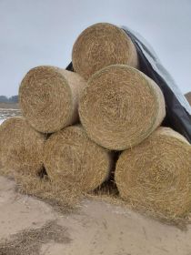 Słoma 125x125 po prasie pasowej