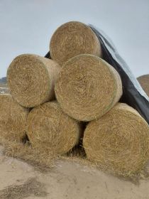 Słoma 125x125 po prasie pasowej