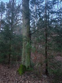 Sprzedam dęby na pniu
