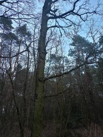 Sprzedam dęby na pniu