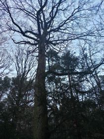 Sprzedam dęby na pniu