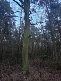 Sprzedam dęby na pniu.