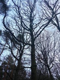 Sprzedam dęby na pniu.