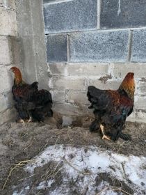 Sprzedam brachmy olbrzymie