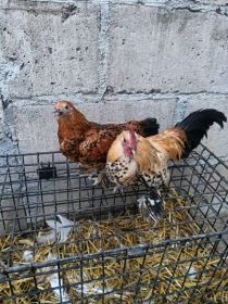 Sprzedam karzełki łapciate