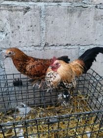 Sprzedam karzełki łapciate