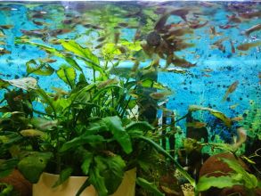 Gupiki mix 30szt Na start lub uzupełnienie zbiornika