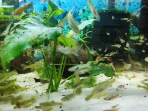 Gupiki mix 30szt Na start lub uzupełnienie zbiornika