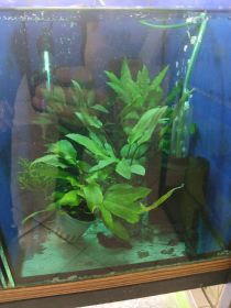 Rybki akwariowe różne