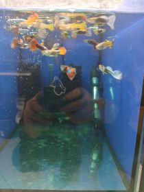 Rybki akwariowe różne