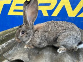 Sprzedam samicę Belga i samczyka Belga