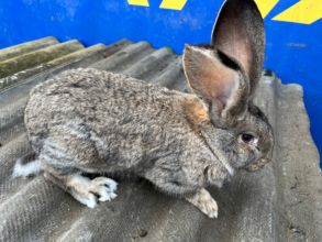 Sprzedam samicę Belga i samczyka Belga