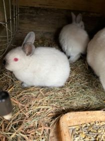 Sprzedam króliki kalifornijskie 3 szt