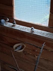 Zeberki Gołąbki Diamentowe