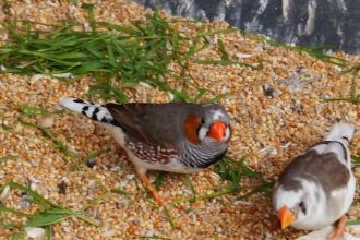 Zeberki Gołąbki Diamentowe