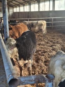 Sprzedam byczki opasy