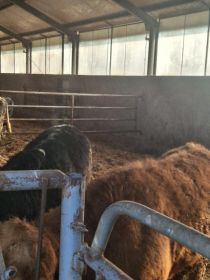 Sprzedam byczki opasy