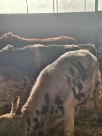 Sprzedam byczki opasy