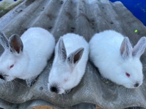 Sprzedam młode Kalifornię