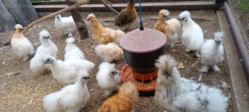 Koguty silki za symboliczną cene