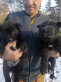 Oddam owczarki niemieckie