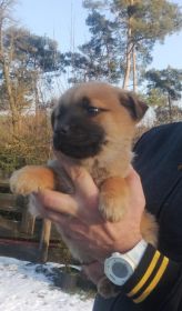 Oddam owczarki niemieckie