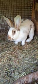 Sprzedam króliki