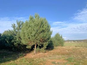 Działki budowlane - Olimpia gm. Brudzew