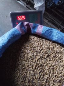 Sprzedam owies bingo 50 kg w worku