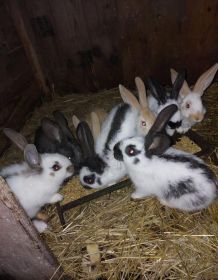 Sprzedam młode króliki