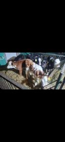 7 jałówek mięsnych