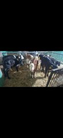 7 jałówek mięsnych