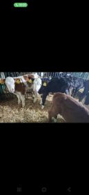 7 jałówek mięsnych