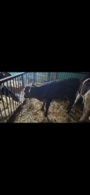 7 jałówek mięsnych