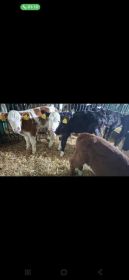 7 jałówek mięsnych