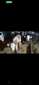 7 jałówek mięsnych