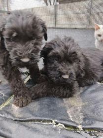 Sprzedam Teriera rosyjskiego