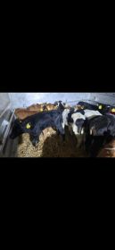 Sprzedam byczki mięsne i mieszańce