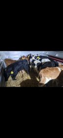 Sprzedam byczki mięsne i mieszańce