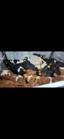 Sprzedam byczki mięsne i mieszańce