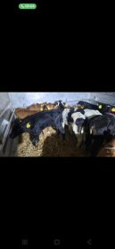 Sprzedam byczki mięsne i mieszańce