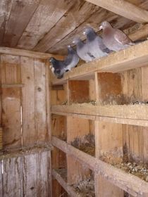 Witam sprzedam pocztowe golebie obraczkowe mlode i stare...