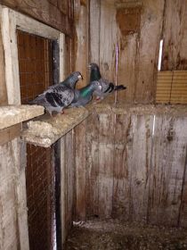 Witam sprzedam pocztowe golebie obraczkowe mlode i stare...